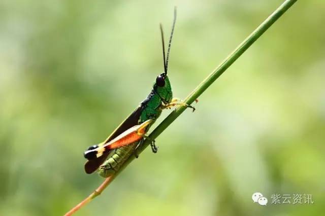 蝗虫喝开水吗会死亡吗？