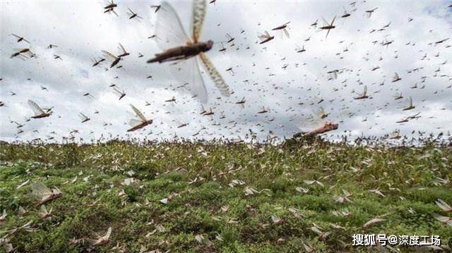 蝗虫喝开水吗会死亡吗？