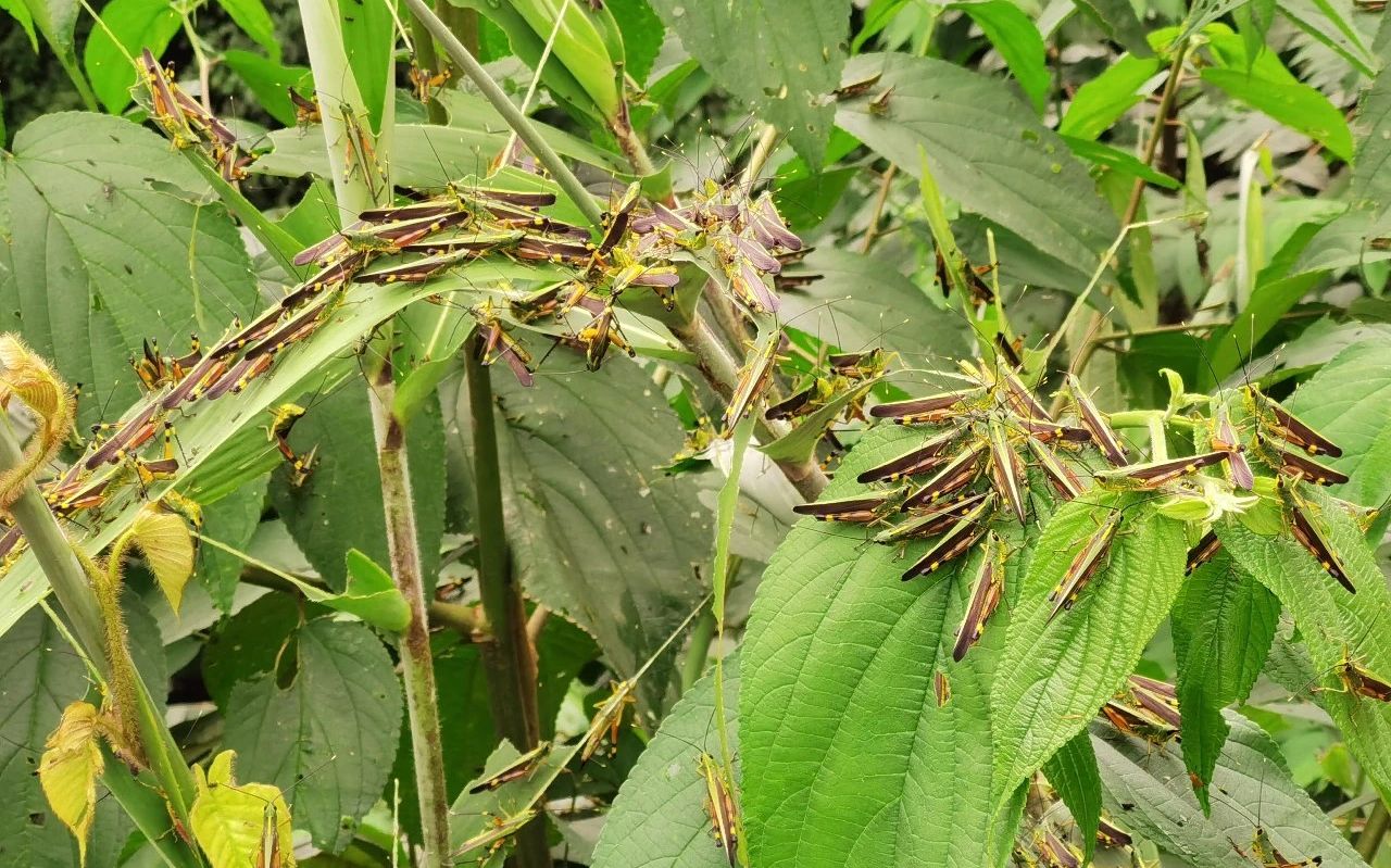 蝗虫去云南喝普洱茶