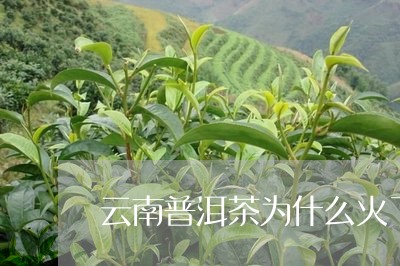 云南普洱茶为什么这么火烈？