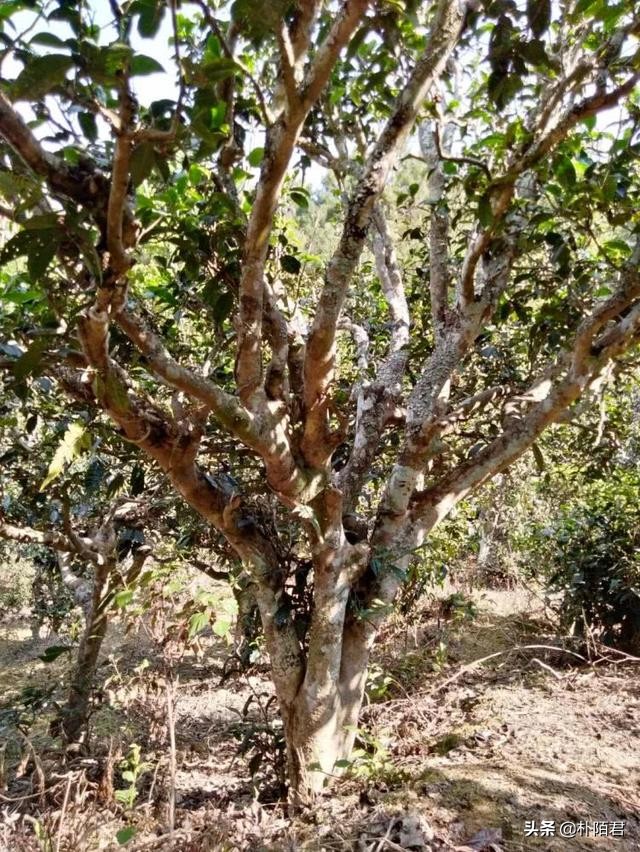 揭秘18万元一斤普洱茶的真伪：专家解读与市场分析