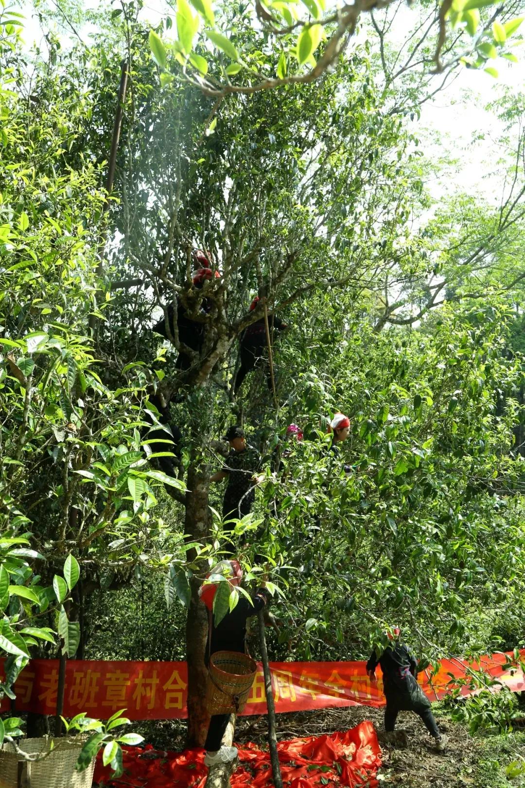 探秘老班章茶王地：揭秘顶级普洱茶的秘密产地及其独特魅力