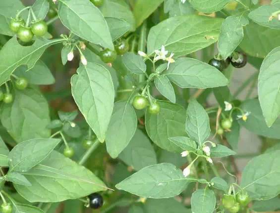 百年老茶树根的神奇功效与多方面作用