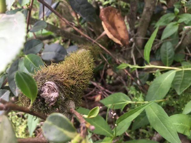 老茶树根的功效与作用及老茶树根茶饮品鉴