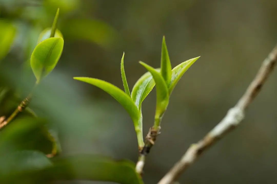 老茶树根的多维药用潜力解析