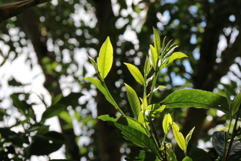 空谷幽兰茶叶：探索传统茶香与现代品味的融合