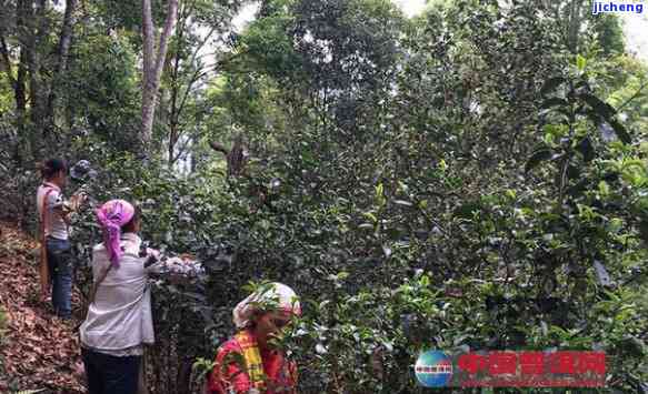 普洱茶春茶采摘节何时结？