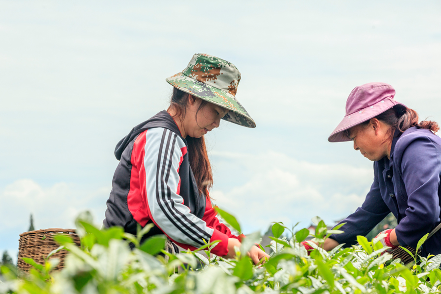 普洱茶春茶采摘时间指南：了解何时是采茶时机