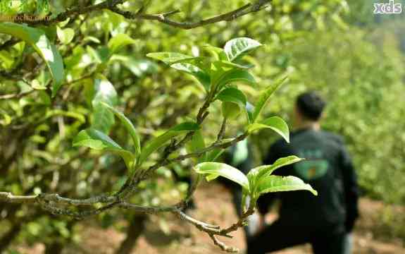 普洱茶春茶的采摘、饮用时间与节相关