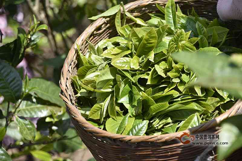 普洱茶春茶上市时间及品种特点分析