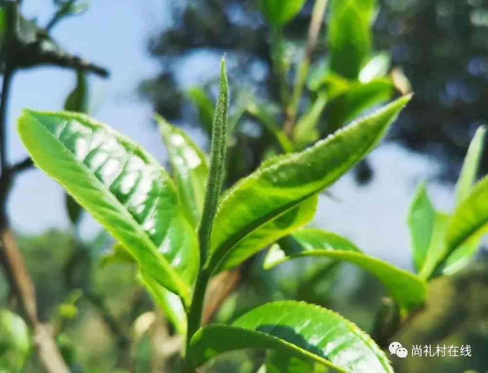 普洱茶春茶上市时间及品种特点分析