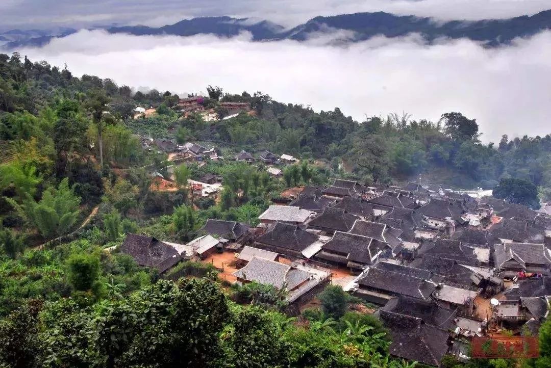 普洱茶四大山头茶的分类与特征