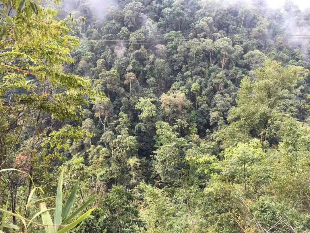 普洱茶四大山头茶的分类与特征