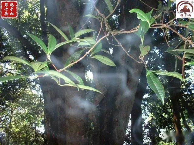 普洱茶出名的山头是哪里