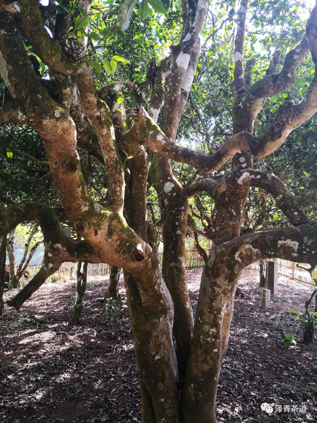 普洱茶四大山头茶