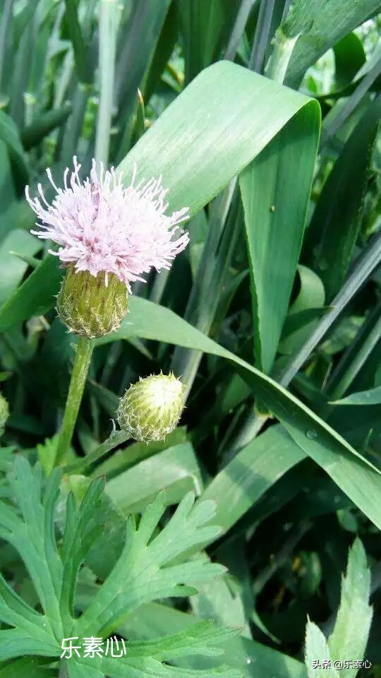 标题建议：'花椒树寄生生物的多面药效及其生态与应用价值探讨'