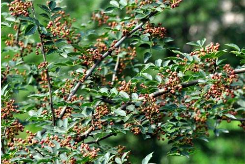 标题建议：'花椒树寄生生物的多面药效及其生态与应用价值探讨'