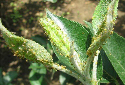 标题建议：'花椒树寄生生物的多面药效及其生态与应用价值探讨'