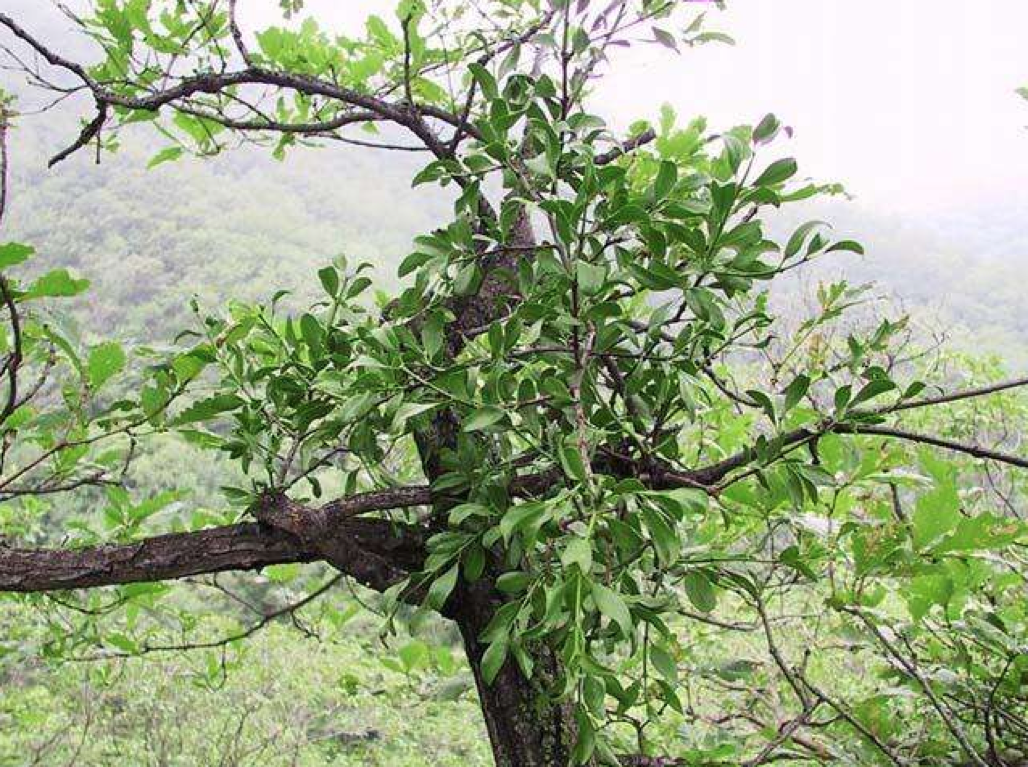 花椒树上寄生的草——全面解析其健益处与实用应用