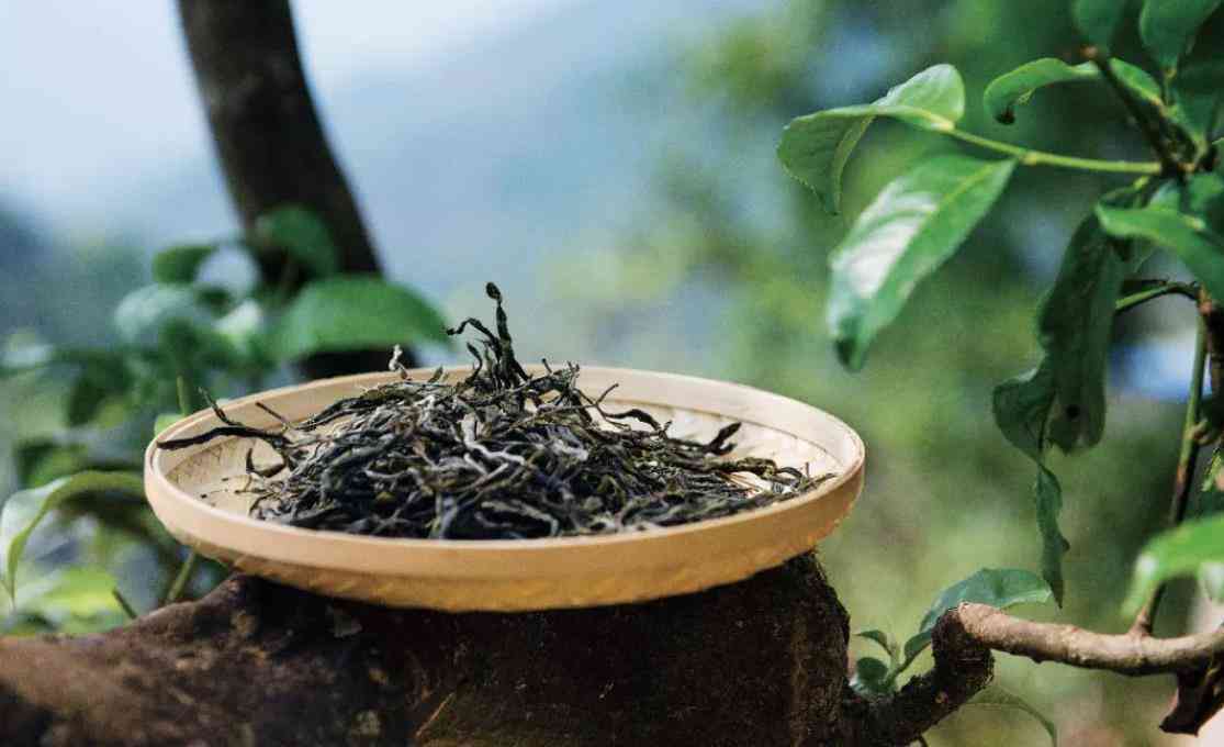 解决古树普洱茶苦味问题：全面指南