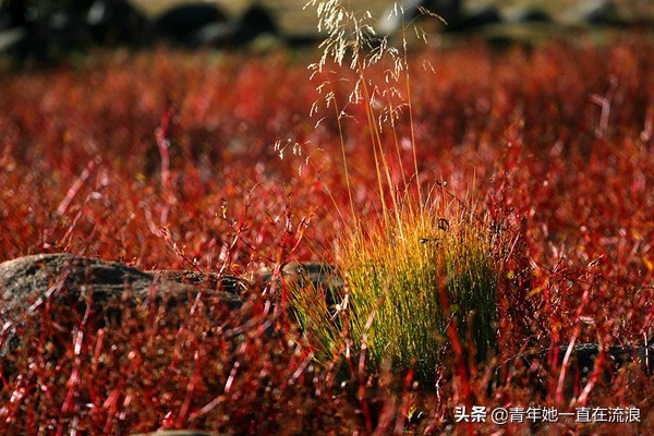 沼泽地探秘：揭秘石头背后的自然奇观与生态之谜