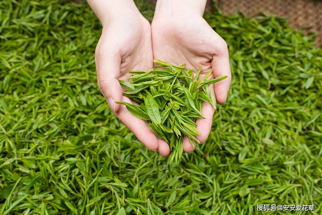 天山翠茶对健康有哪些益处，如何正确饮用才能发挥更大效果？