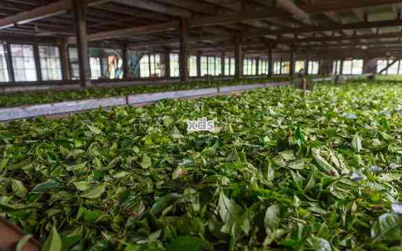 景真茶厂-景迈普洱茶精选体验