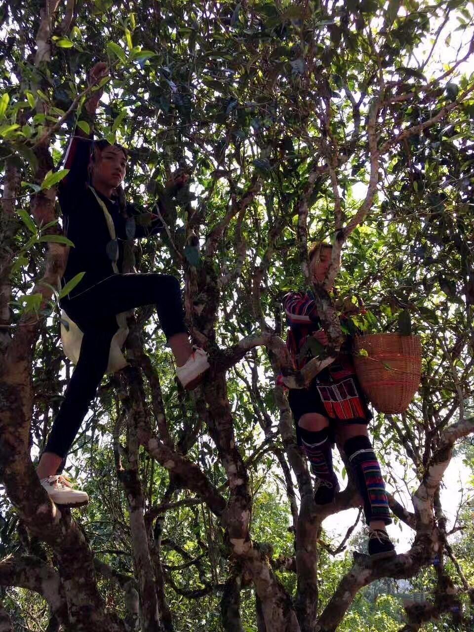 老班长茶属于普洱茶种类之一吗？