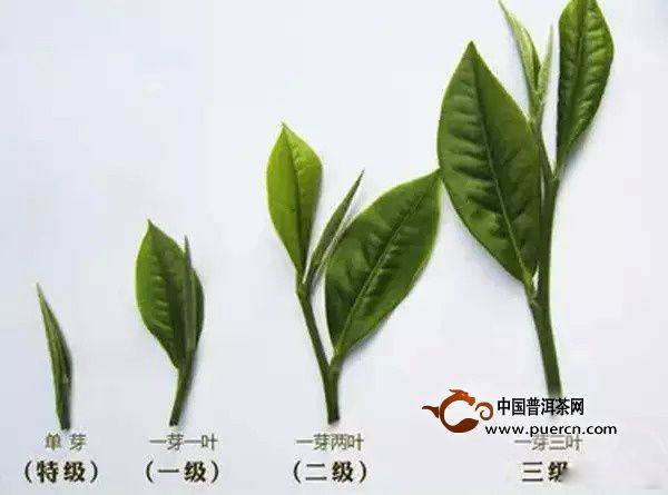 普洱茶青叶等级如何划分及分类