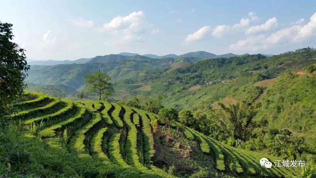 云南临江普洱茶产地地址