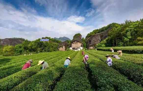 武夷山什么茶叶好武夷买茶叶