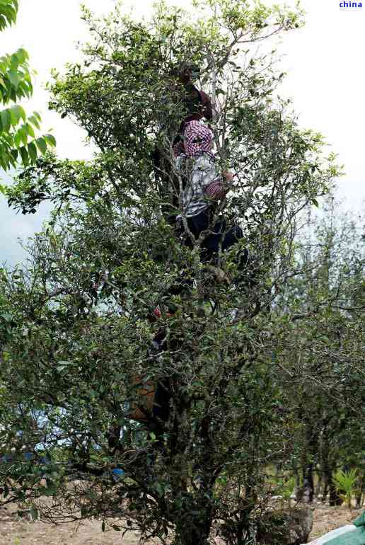 黄草坝普洱茶独特品质与特点分析