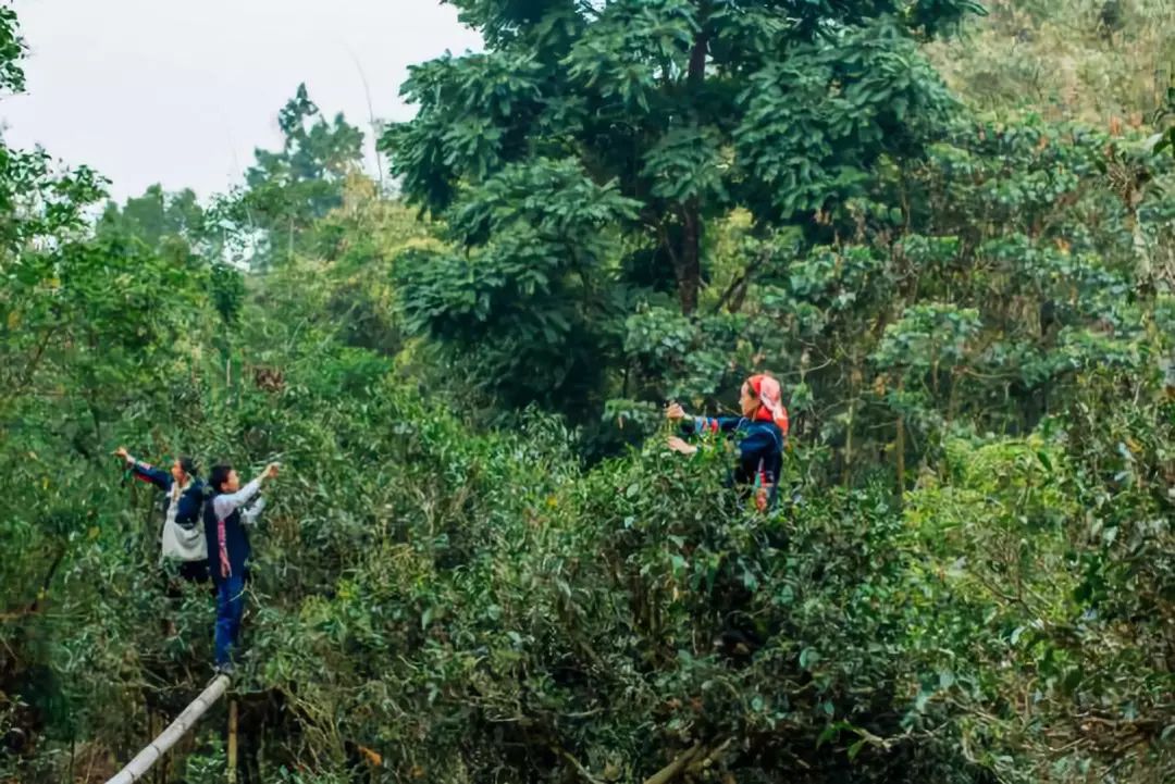 晚上普洱茶可以喝吗