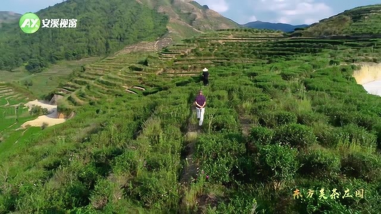 探索福建安溪祥华地区的茶厂及其茶叶特色