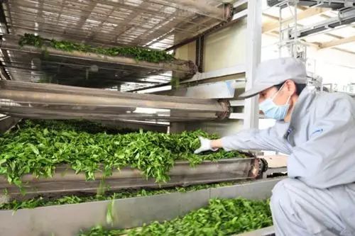 安溪祥华茶厂全面解析：探索多样化的茶叶产品与制茶工艺