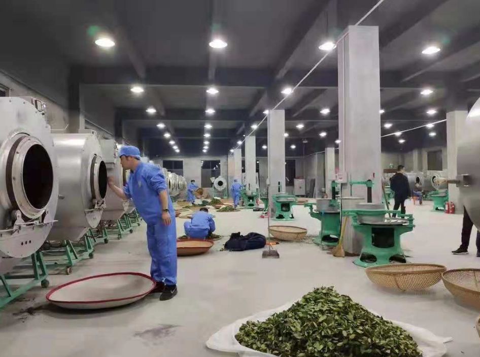 安溪祥华茶厂全面解析：探索多样化的茶叶产品与制茶工艺