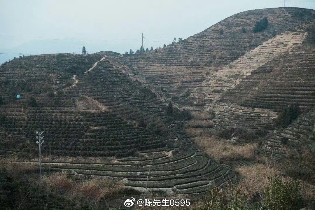 福建省安溪县祥华茶厂全面介绍