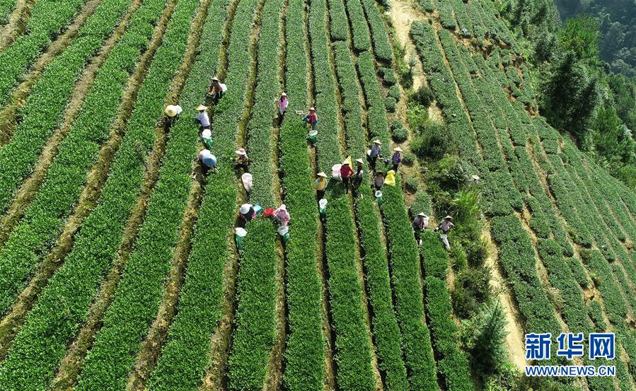 安溪祥华哪个村的茶叶好卖？nn福建省安溪县祥华茶厂