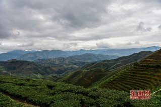 安溪祥华哪个村的茶叶好卖？nn福建省安溪县祥华茶厂