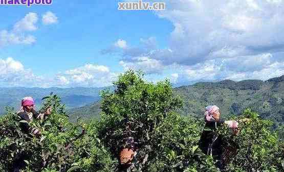 澜沧古茶的传承：探索普洱地区独特的普洱澜沧茶叶文化