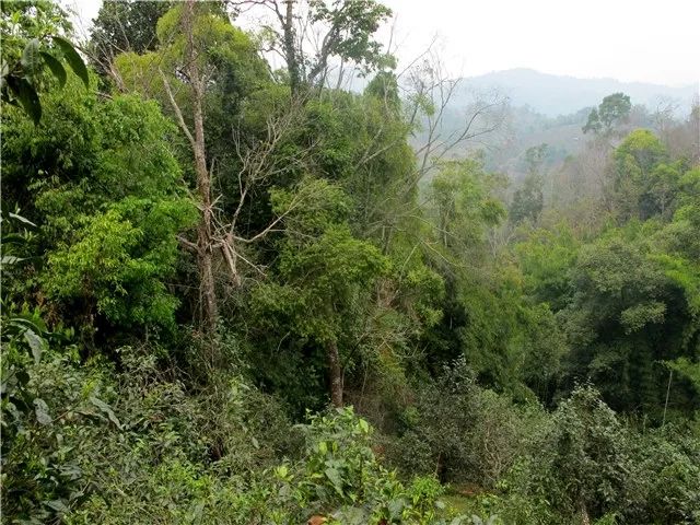 八种独特的普洱茶色系鉴：探索普洱茶的多彩世界