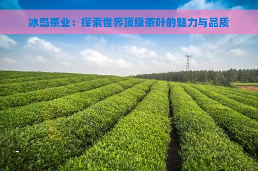 探索冰岛茶的正宗之美：揭秘全球顶尖茶