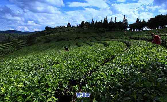 探索广东普洱茶场：一站式购茶体验