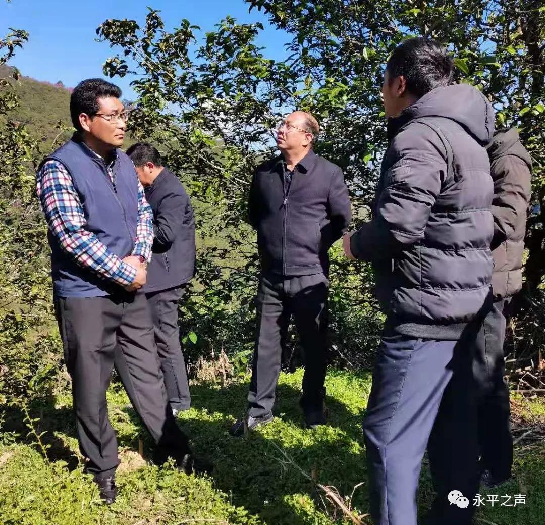 古茶源茶厂冰岛古树茶的价格及特点介绍