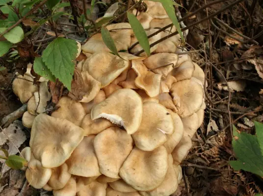 普洱茶与云南野生菌的区分要点