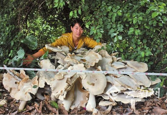 普洱茶与云南野生菌的区分要点