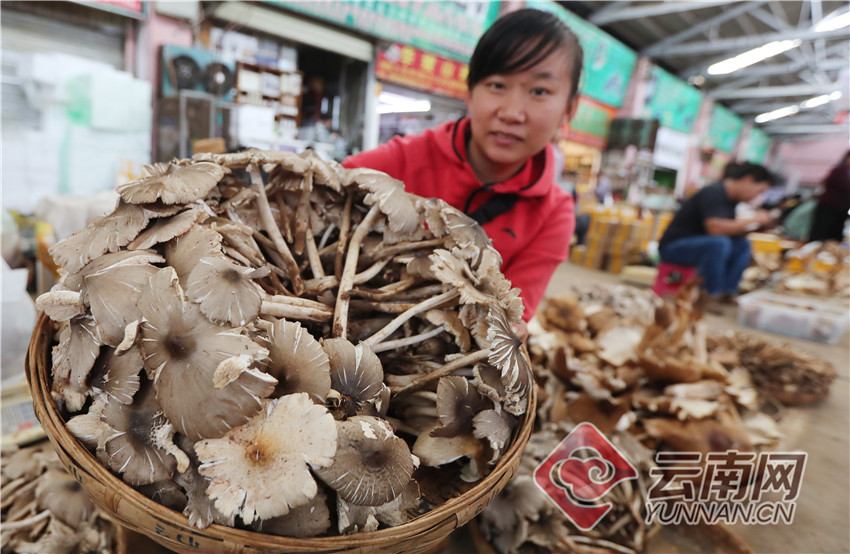 普洱地区野生菌类市场情况分析