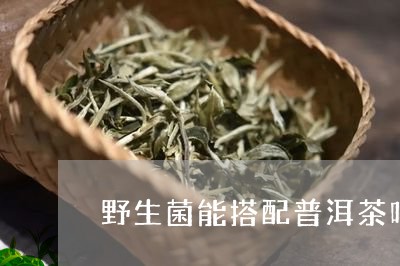 普洱茶和云南野生菌