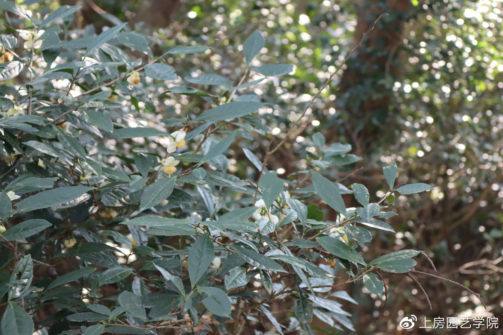 探究植物学入门：马黛茶是山茶科的常绿植物吗？