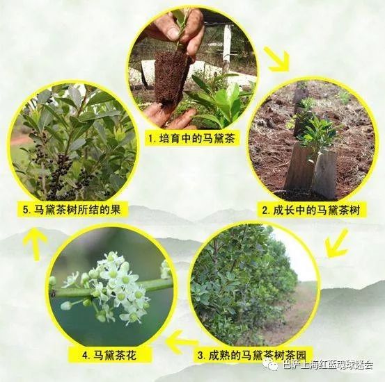 探究植物学入门：马黛茶是山茶科的常绿植物吗？